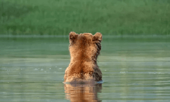 Grizzly Bear Viewing